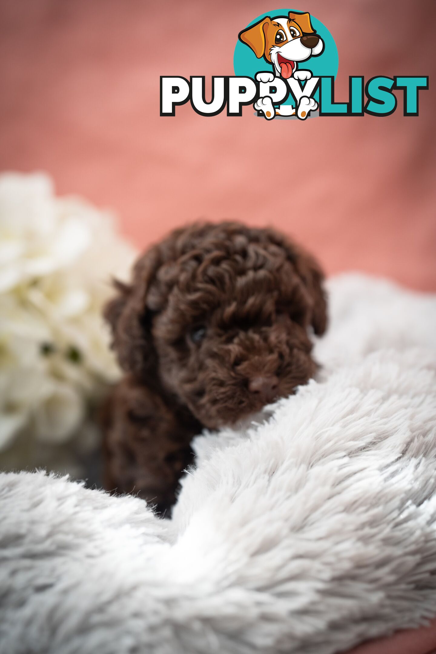 Very very cute house raised toy poodles for sale