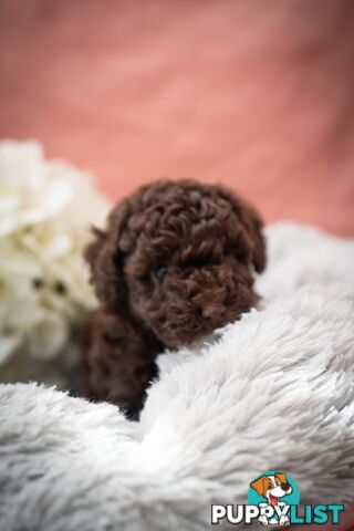 Very very cute house raised toy poodles for sale