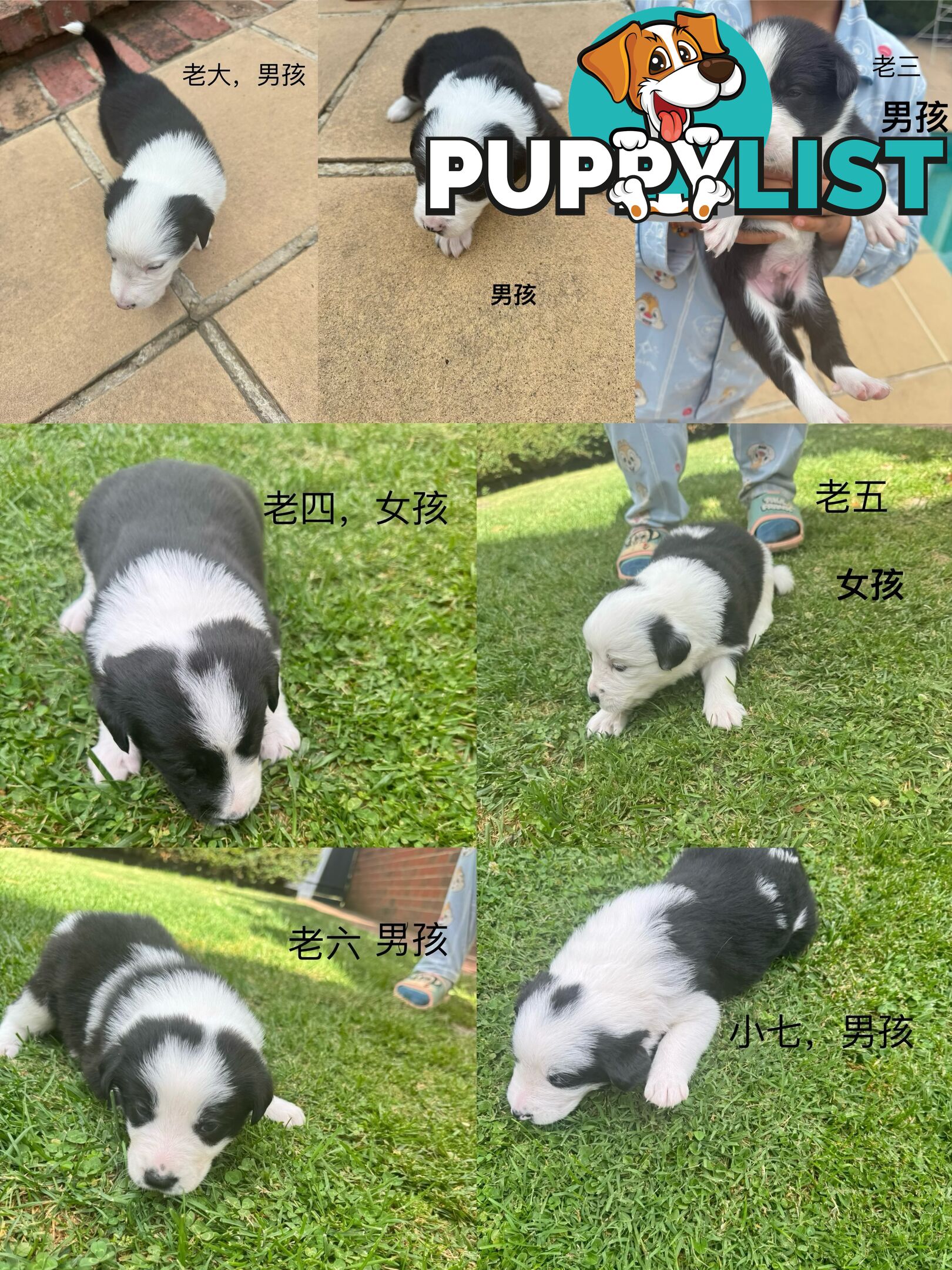 Adorable Border Collie Puppies Ready for Reservation!