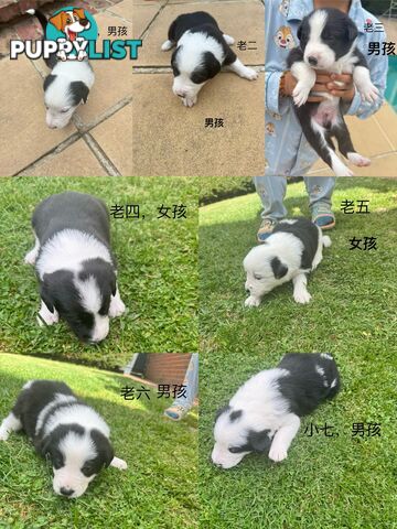 Adorable Border Collie Puppies Ready for Reservation!