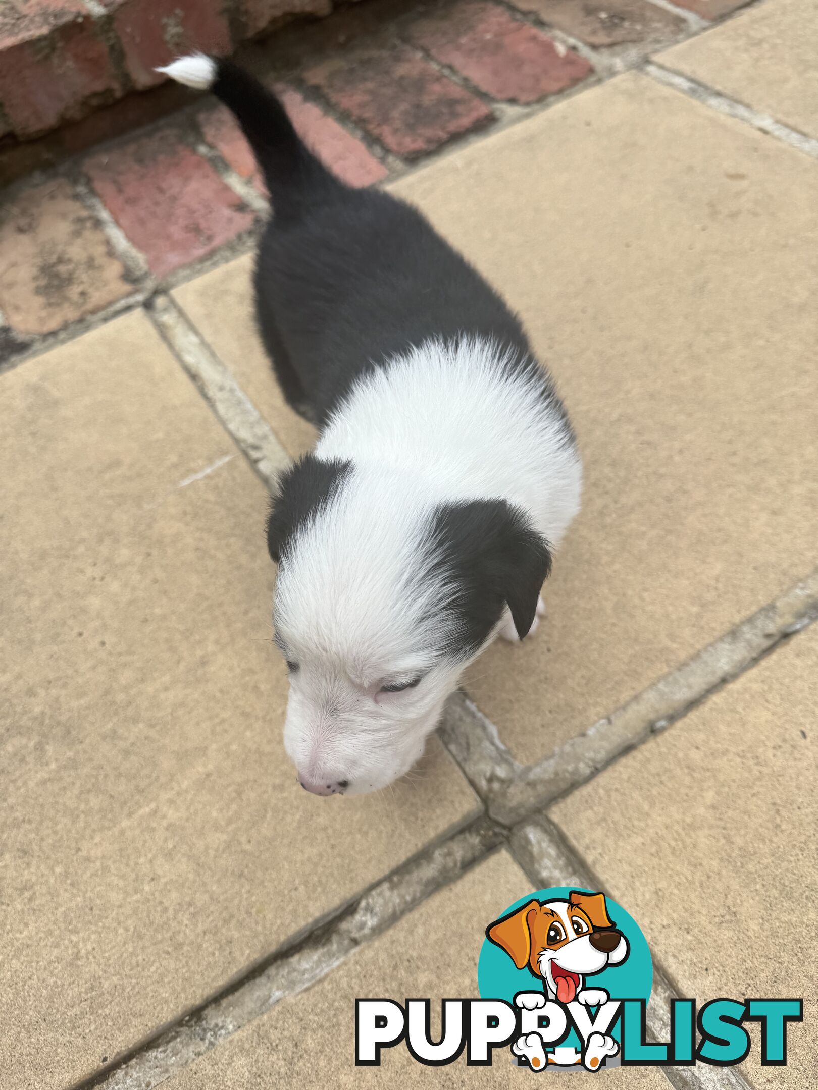 Adorable Border Collie Puppies Ready for Reservation!