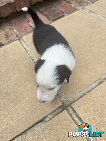 Adorable Border Collie Puppies Ready for Reservation!