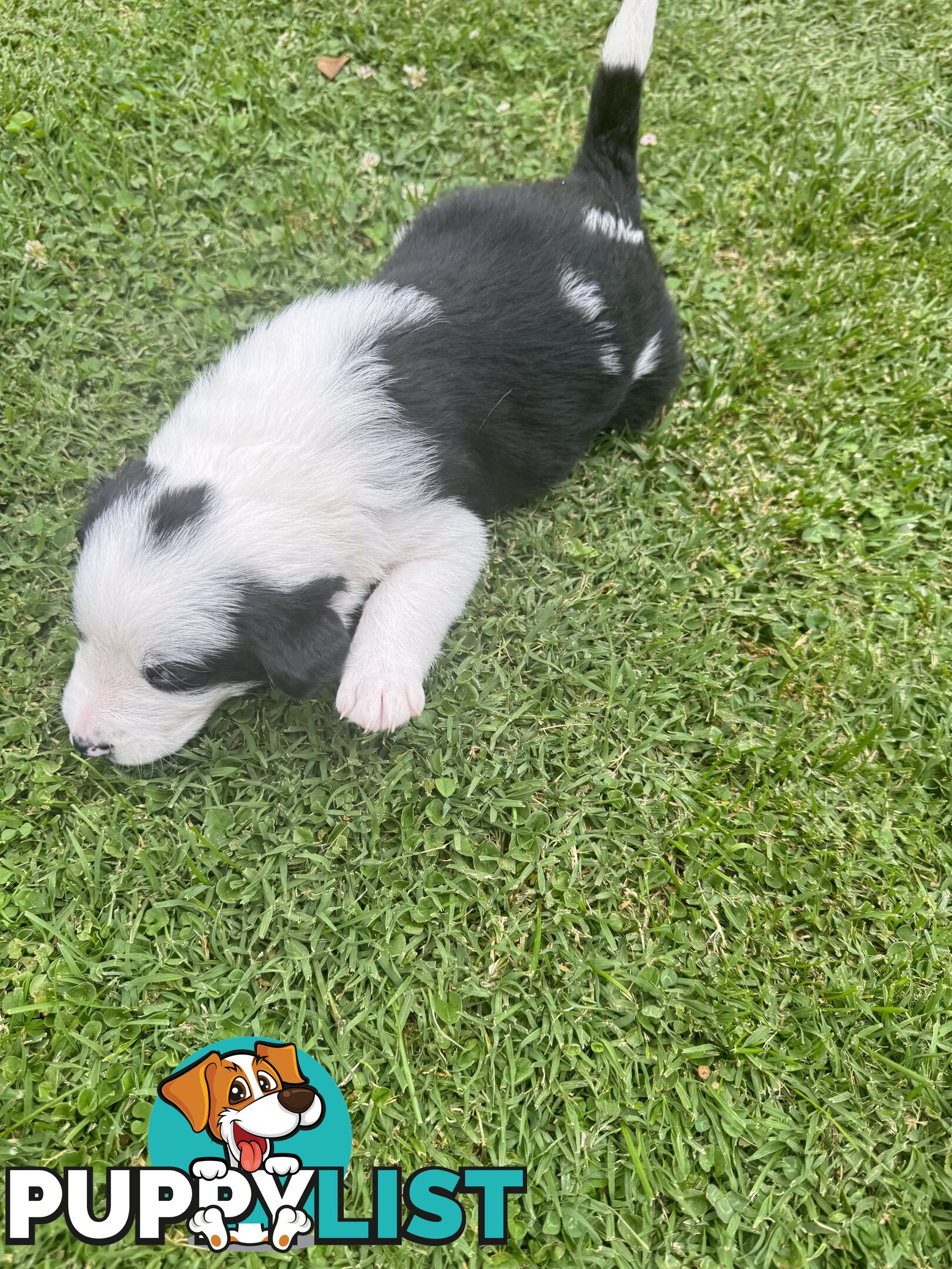 Adorable Border Collie Puppies Ready for Reservation!