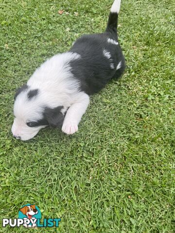 Adorable Border Collie Puppies Ready for Reservation!