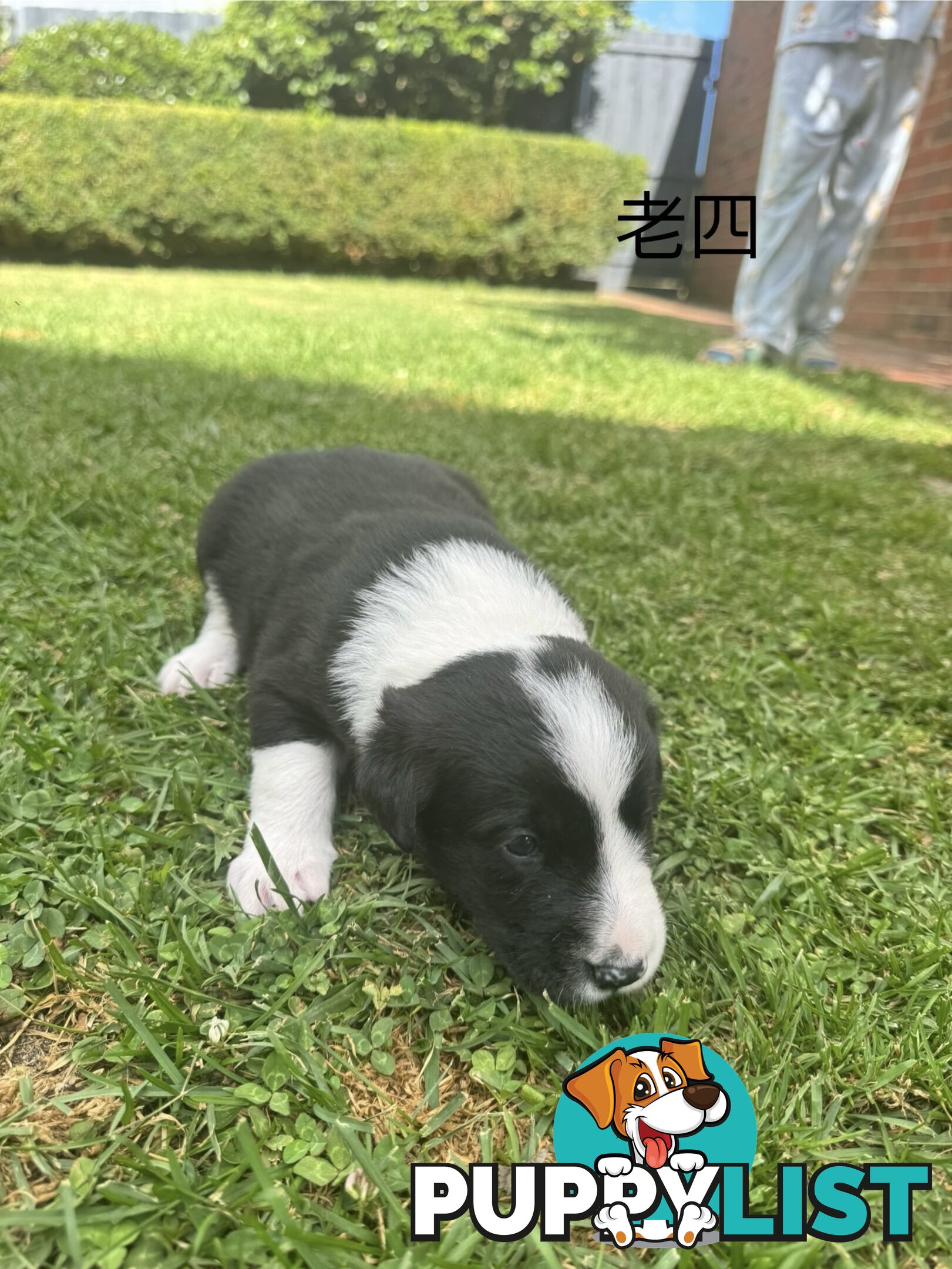 Adorable Border Collie Puppies Ready for Reservation!