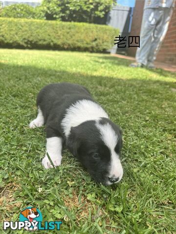 Adorable Border Collie Puppies Ready for Reservation!