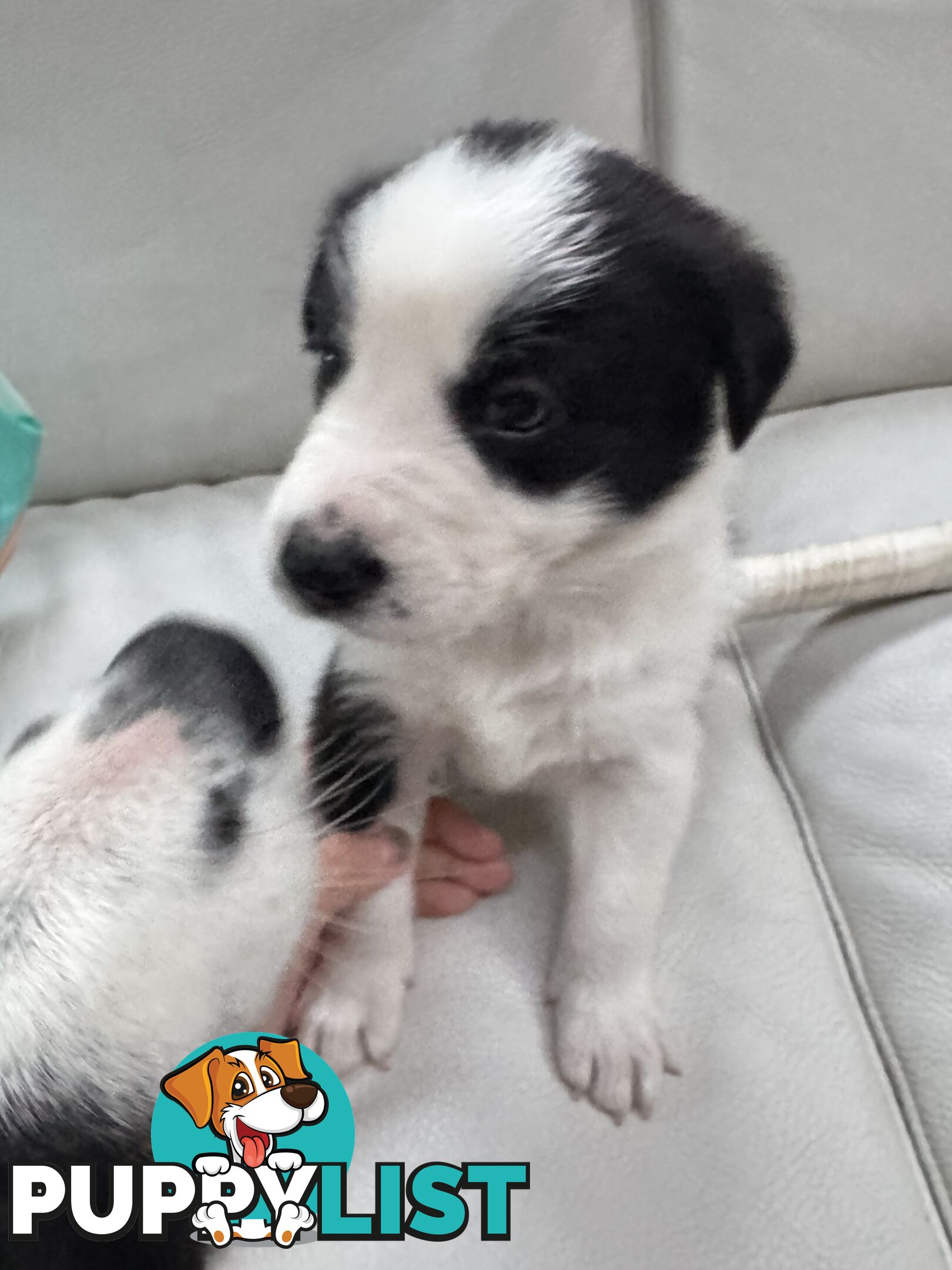 Adorable Border Collie Puppies Ready for Reservation!