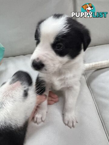 Adorable Border Collie Puppies Ready for Reservation!