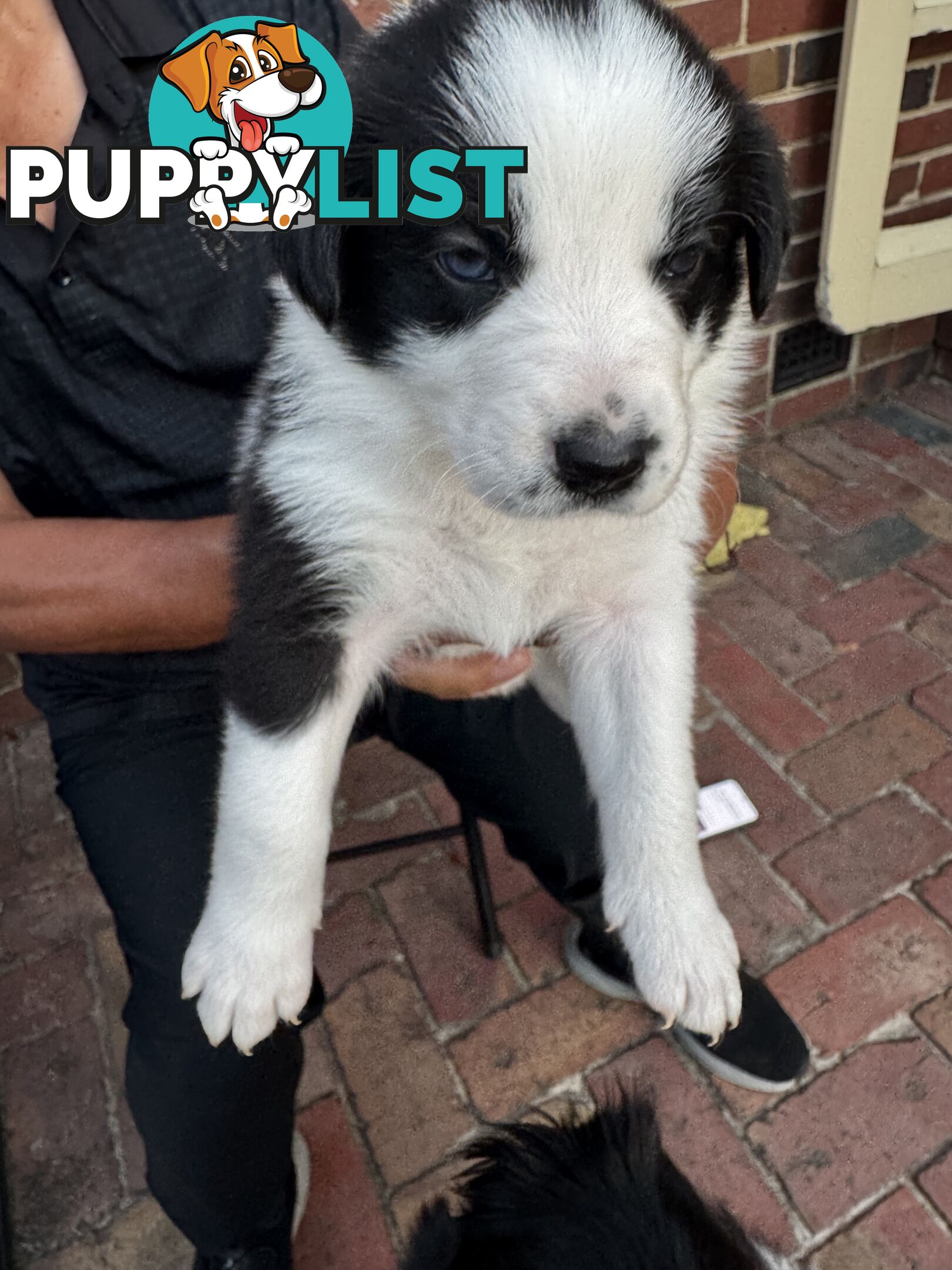 Adorable Border Collie Puppies Ready for Reservation!