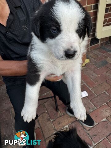 Adorable Border Collie Puppies Ready for Reservation!