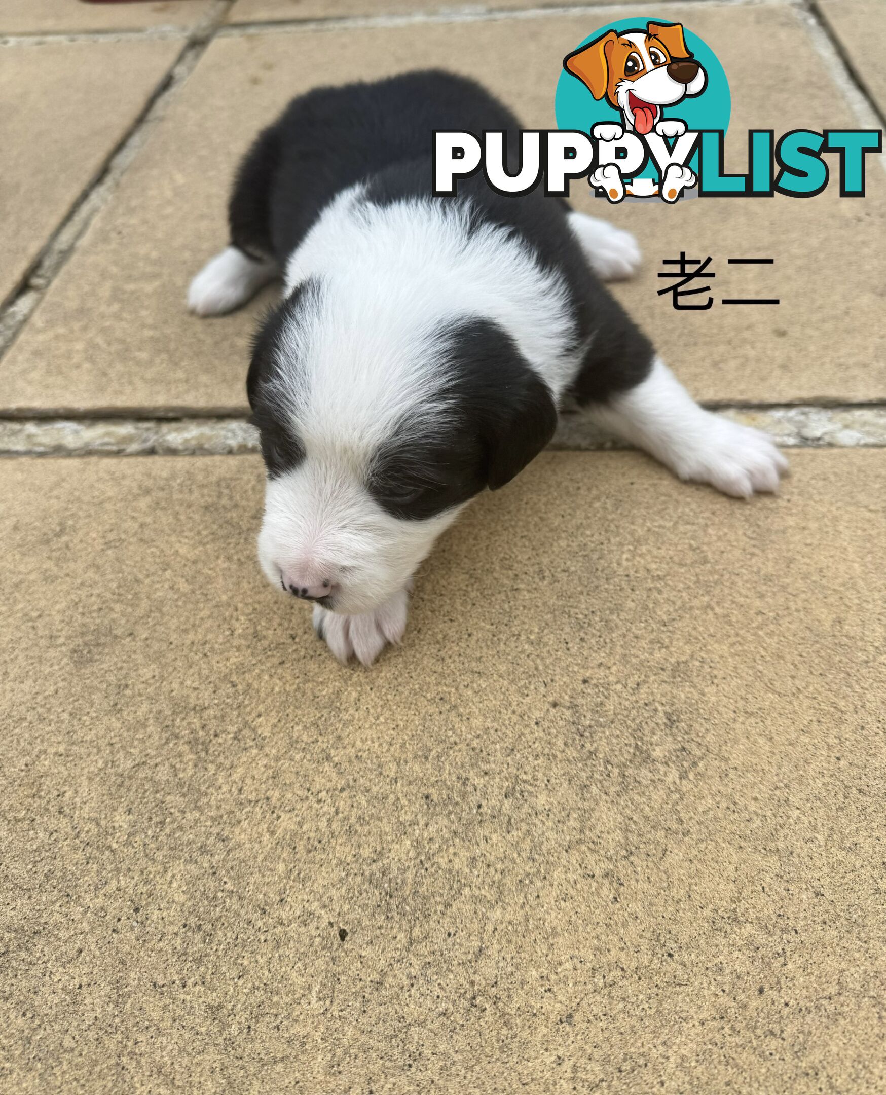 Adorable Border Collie Puppies Ready for Reservation!