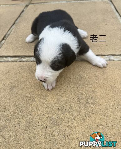 Adorable Border Collie Puppies Ready for Reservation!