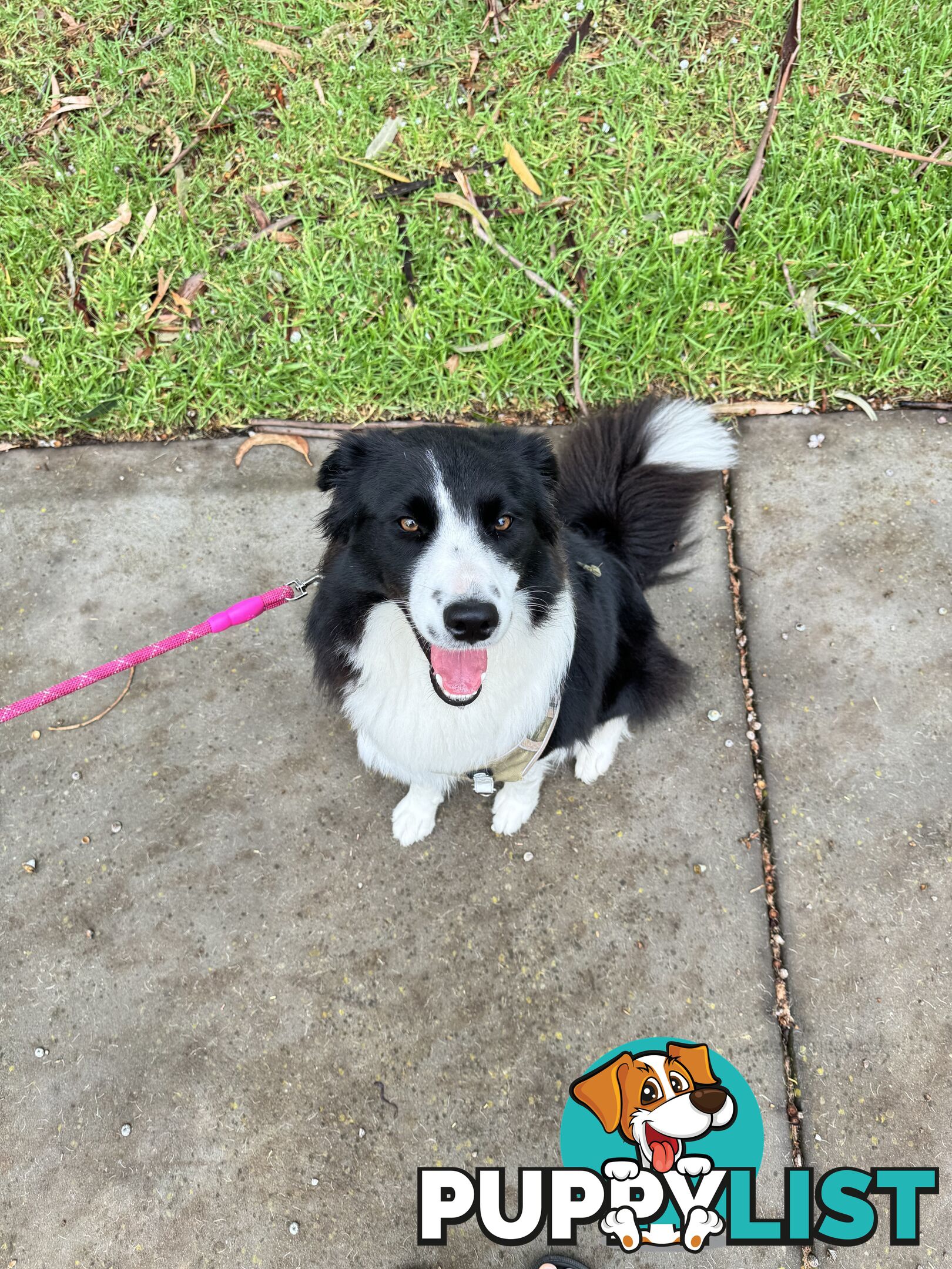 Adorable Border Collie Puppies Ready for Reservation!