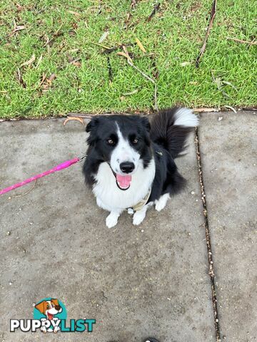 Adorable Border Collie Puppies Ready for Reservation!