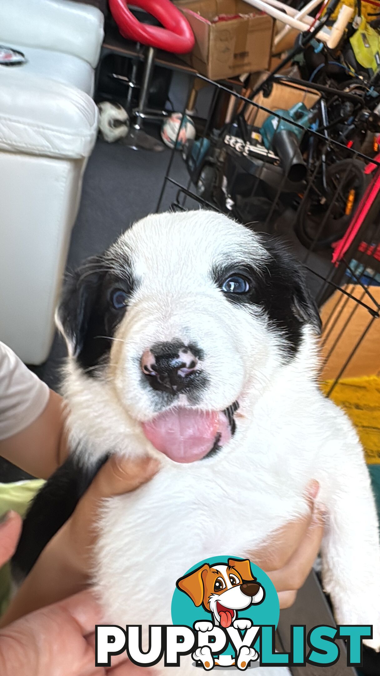 Adorable Border Collie Puppies Ready for Reservation!