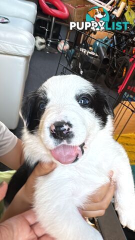 Adorable Border Collie Puppies Ready for Reservation!