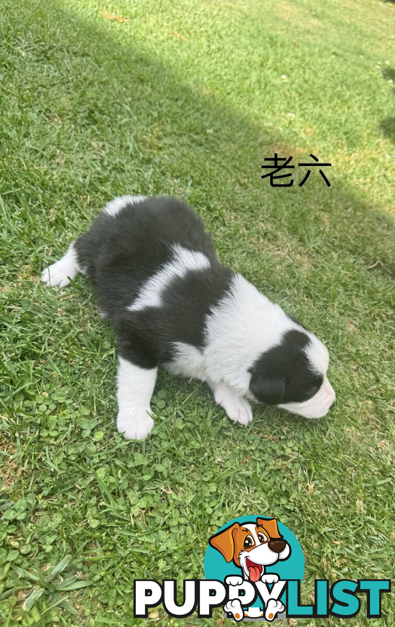 Adorable Border Collie Puppies Ready for Reservation!