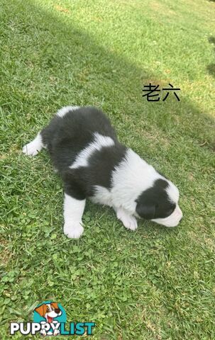 Adorable Border Collie Puppies Ready for Reservation!