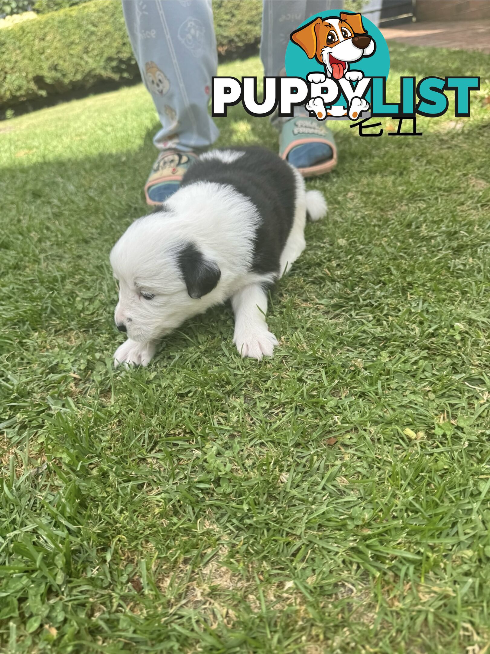 Adorable Border Collie Puppies Ready for Reservation!