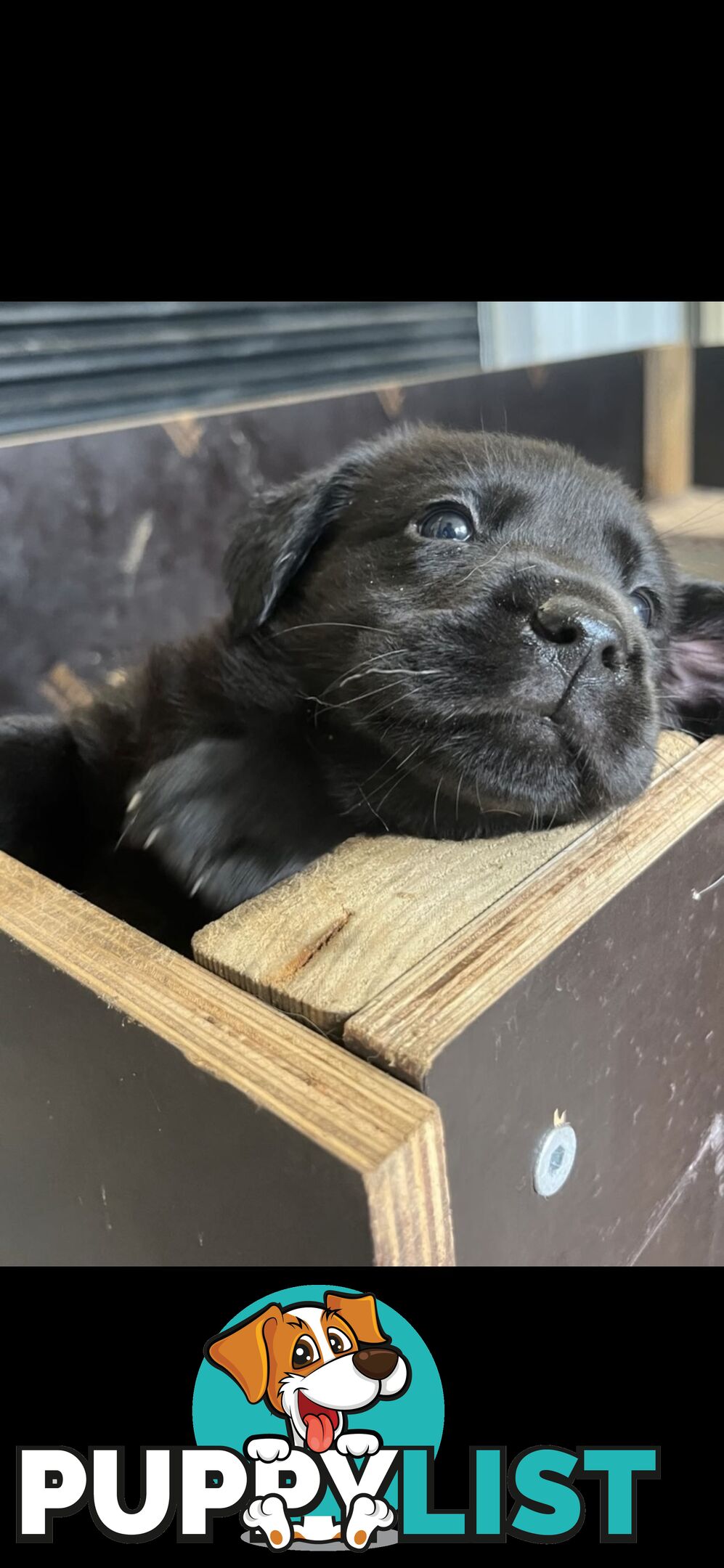 Labrador puppies for sale