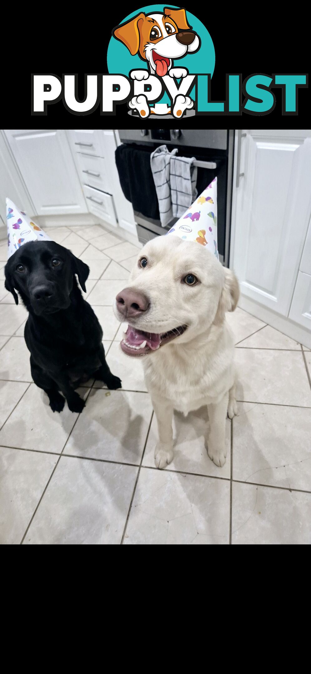 Labrador puppies for sale