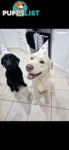 Labrador puppies for sale