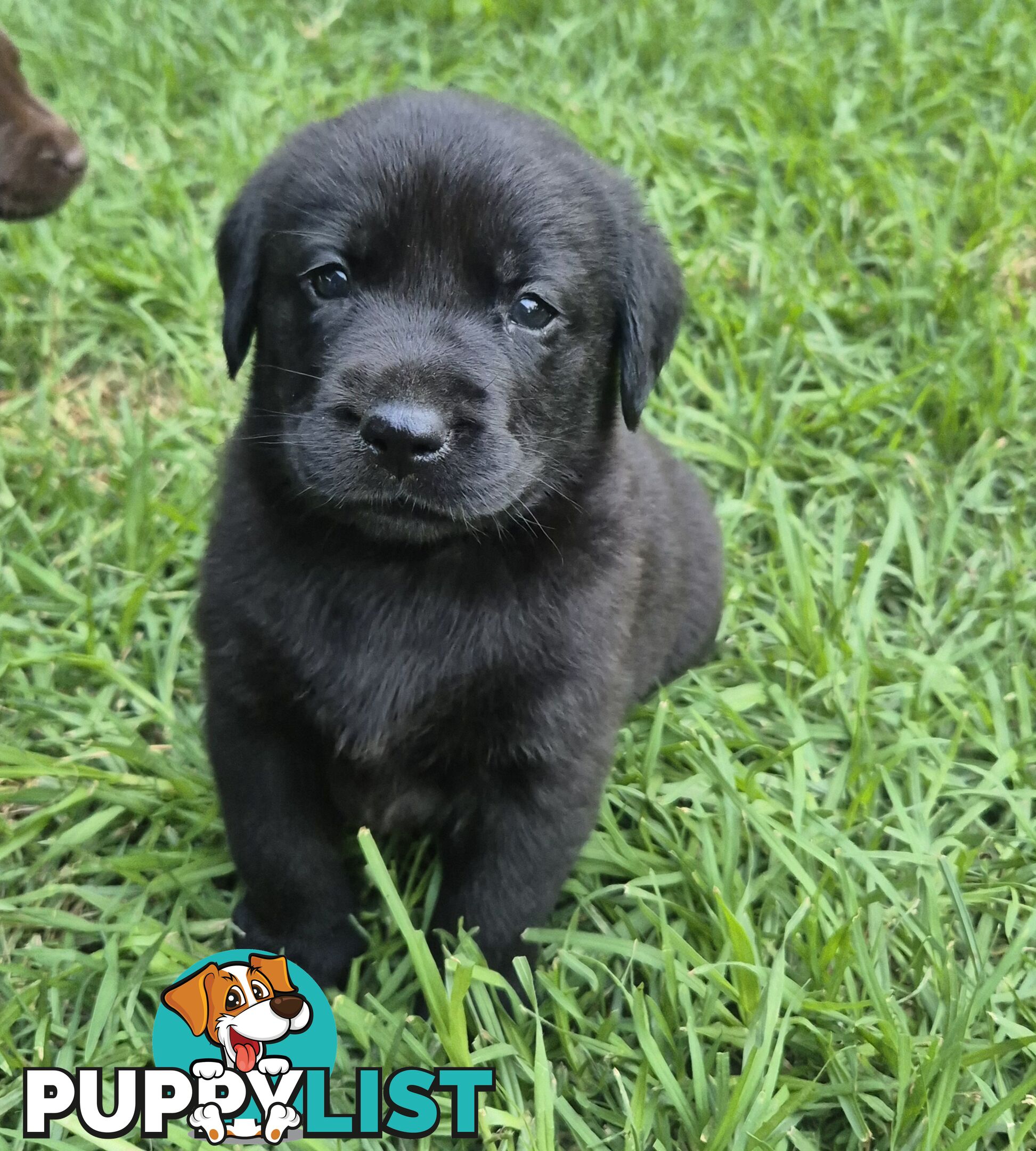 Labrador puppies for sale