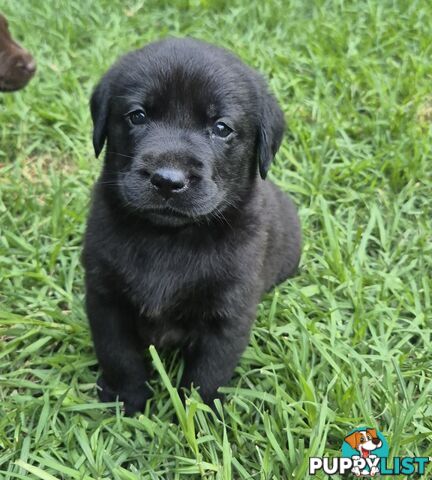 Labrador puppies for sale