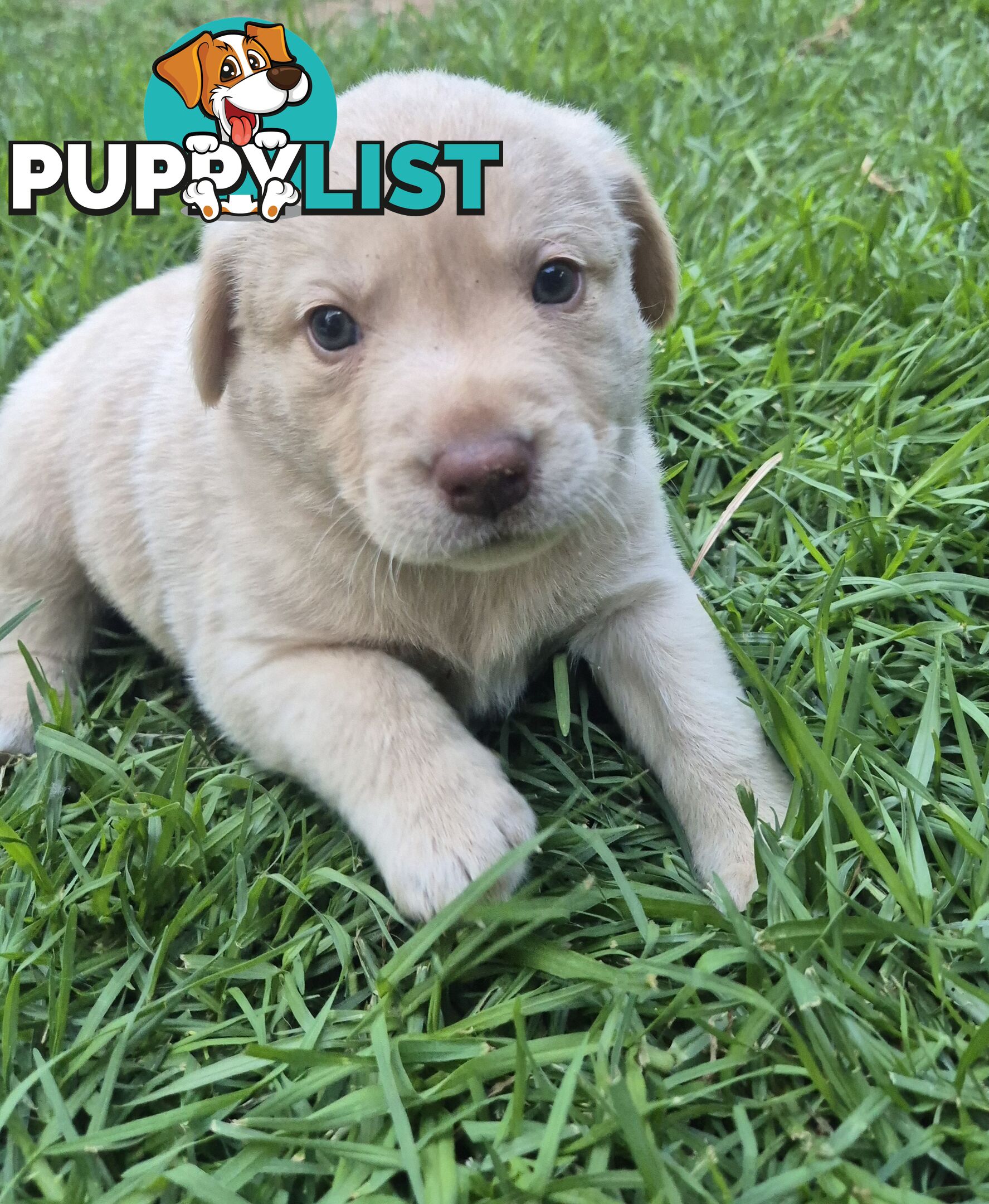 Labrador puppies for sale