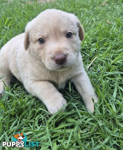 Labrador puppies for sale