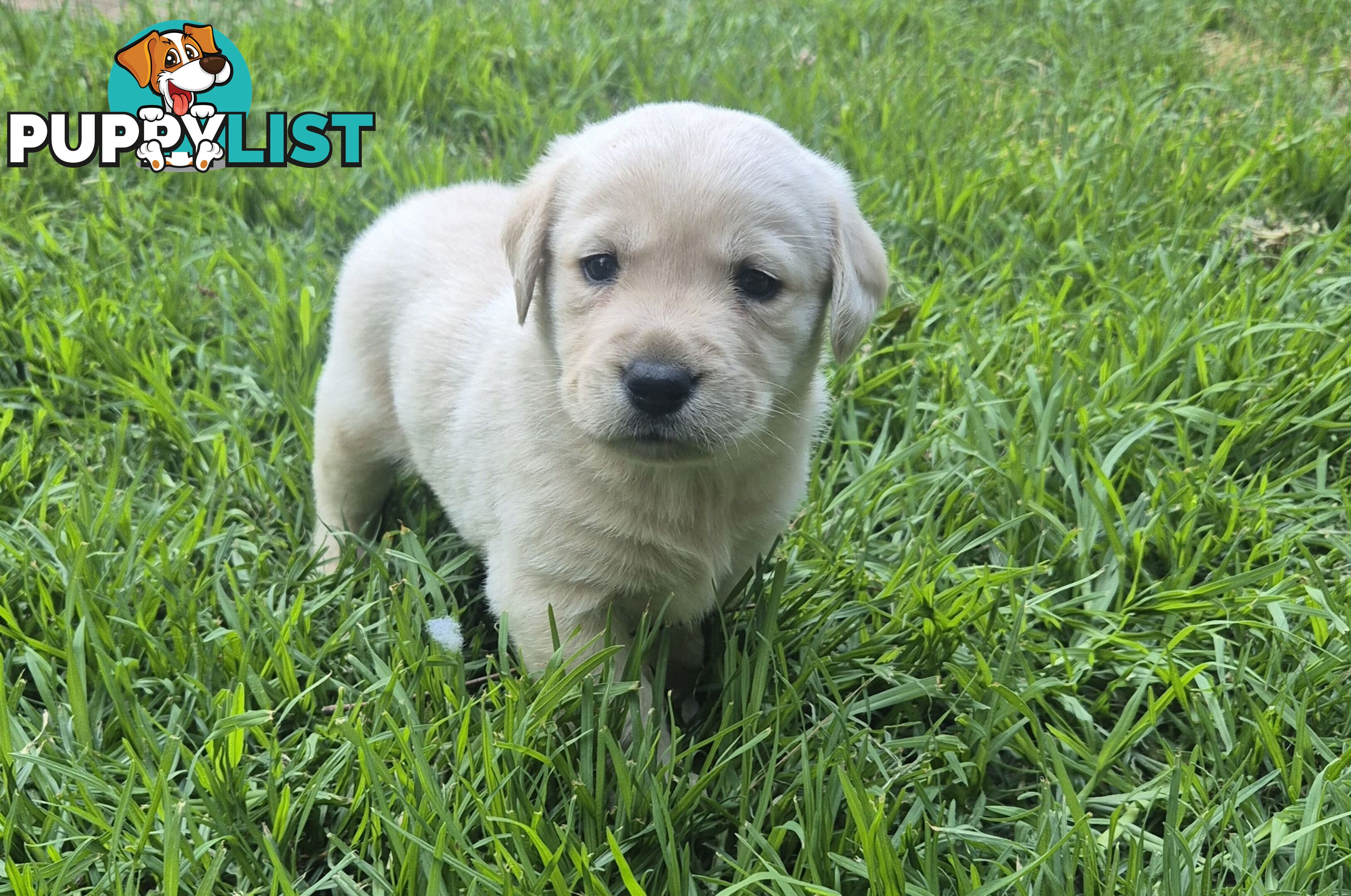 Labrador puppies for sale