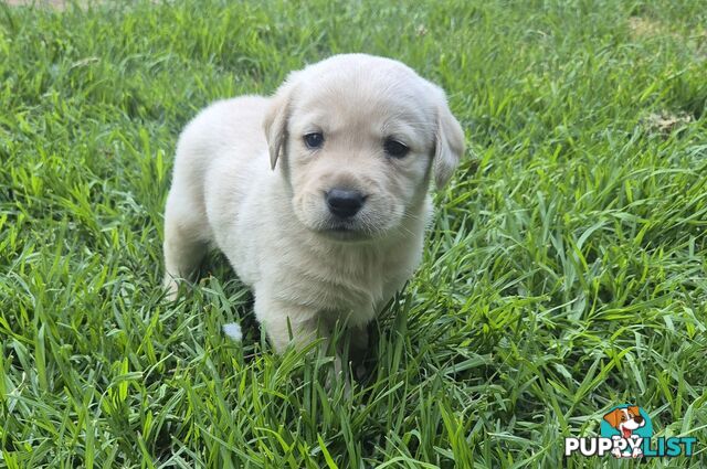 Labrador puppies for sale