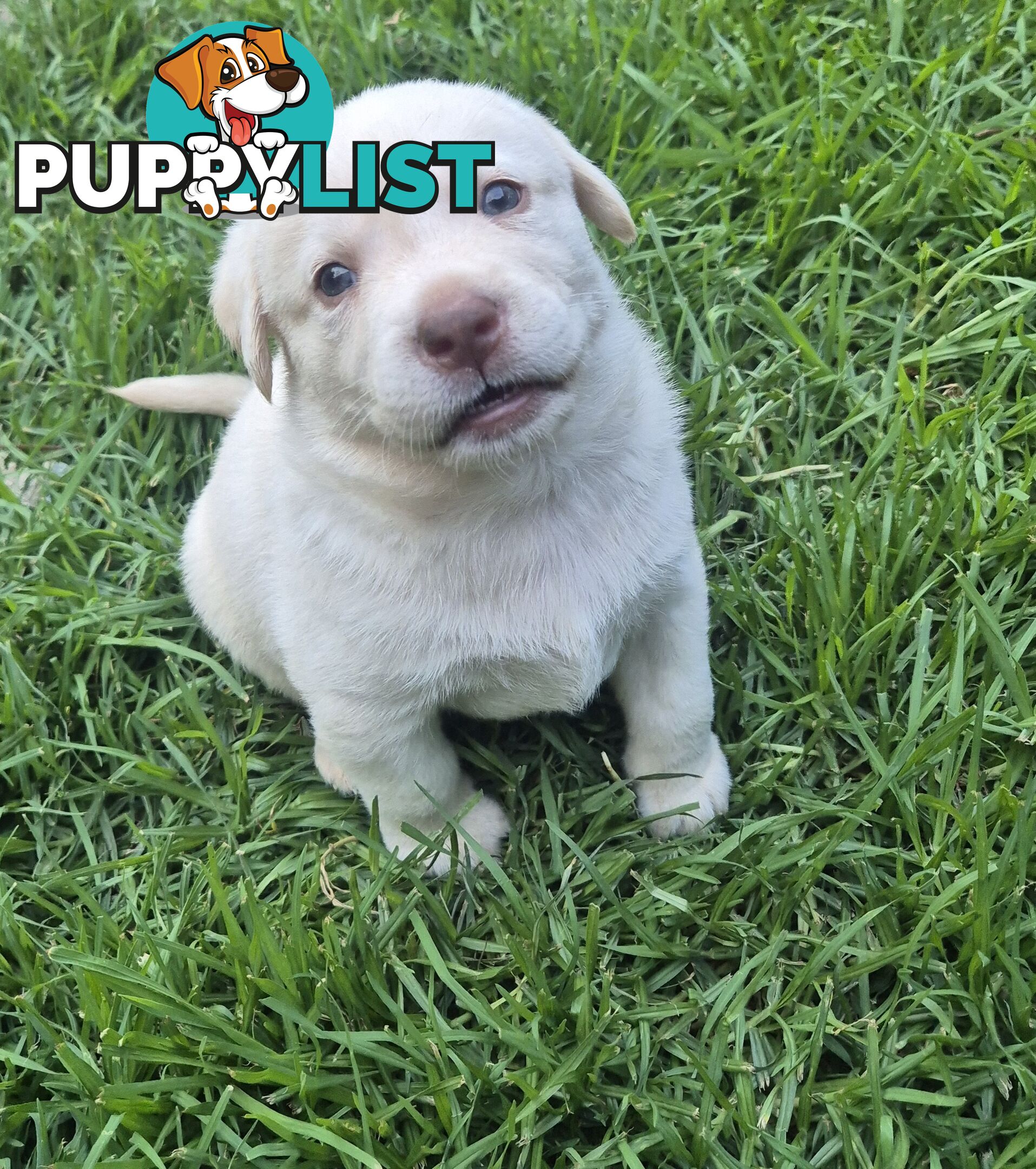 Labrador puppies for sale