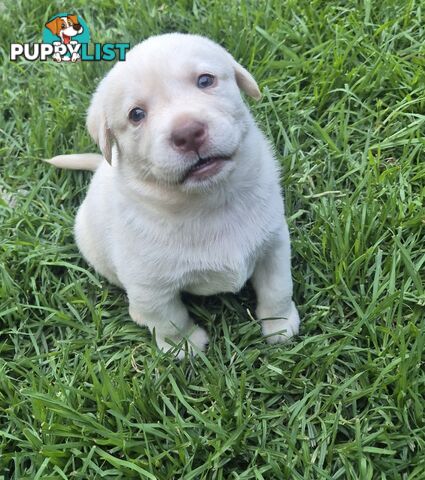 Labrador puppies for sale