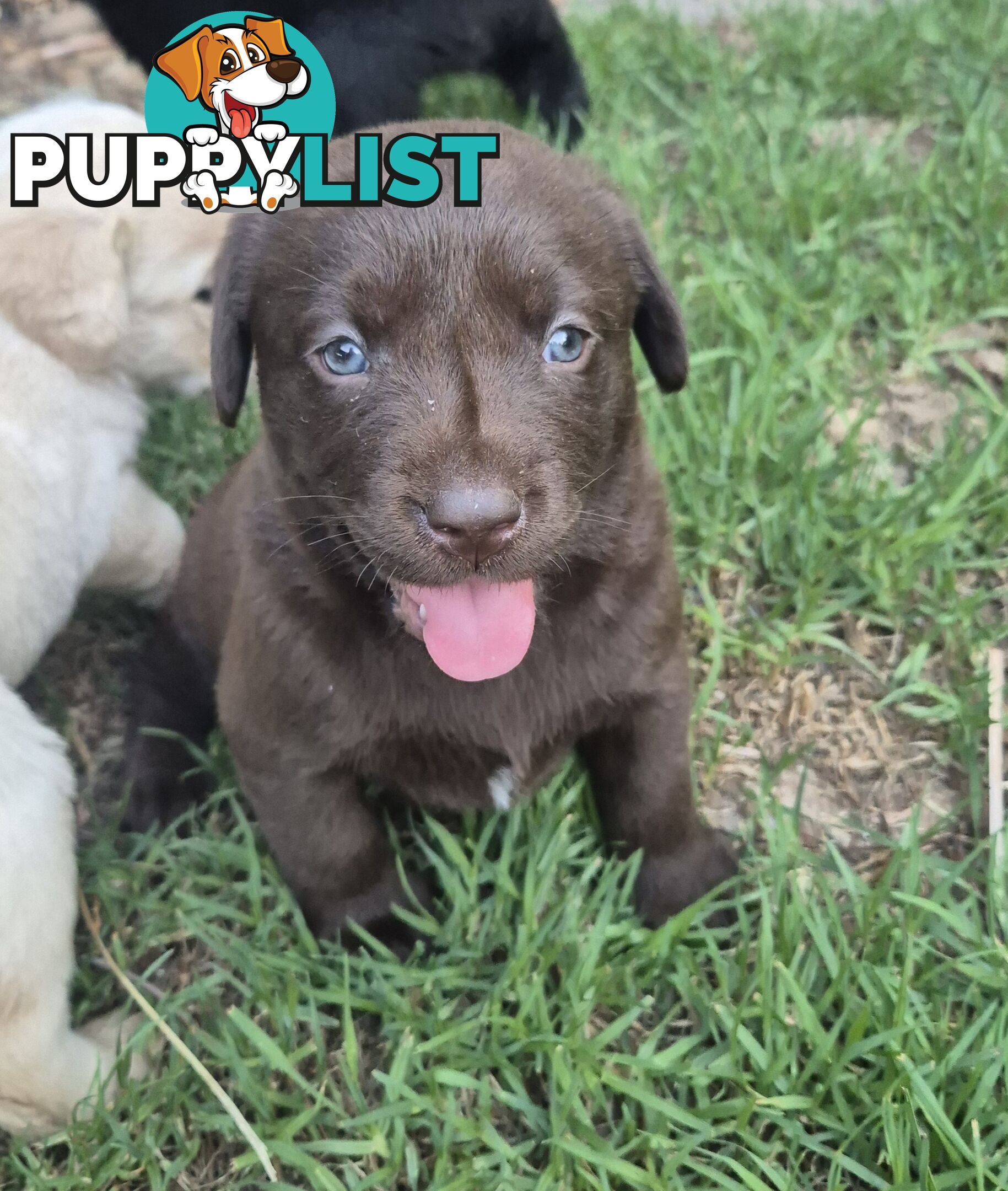 Labrador puppies for sale