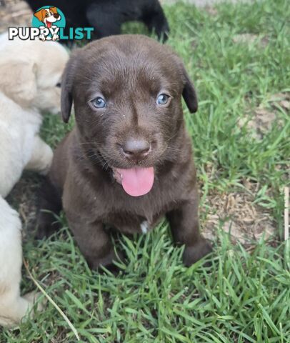 Labrador puppies for sale