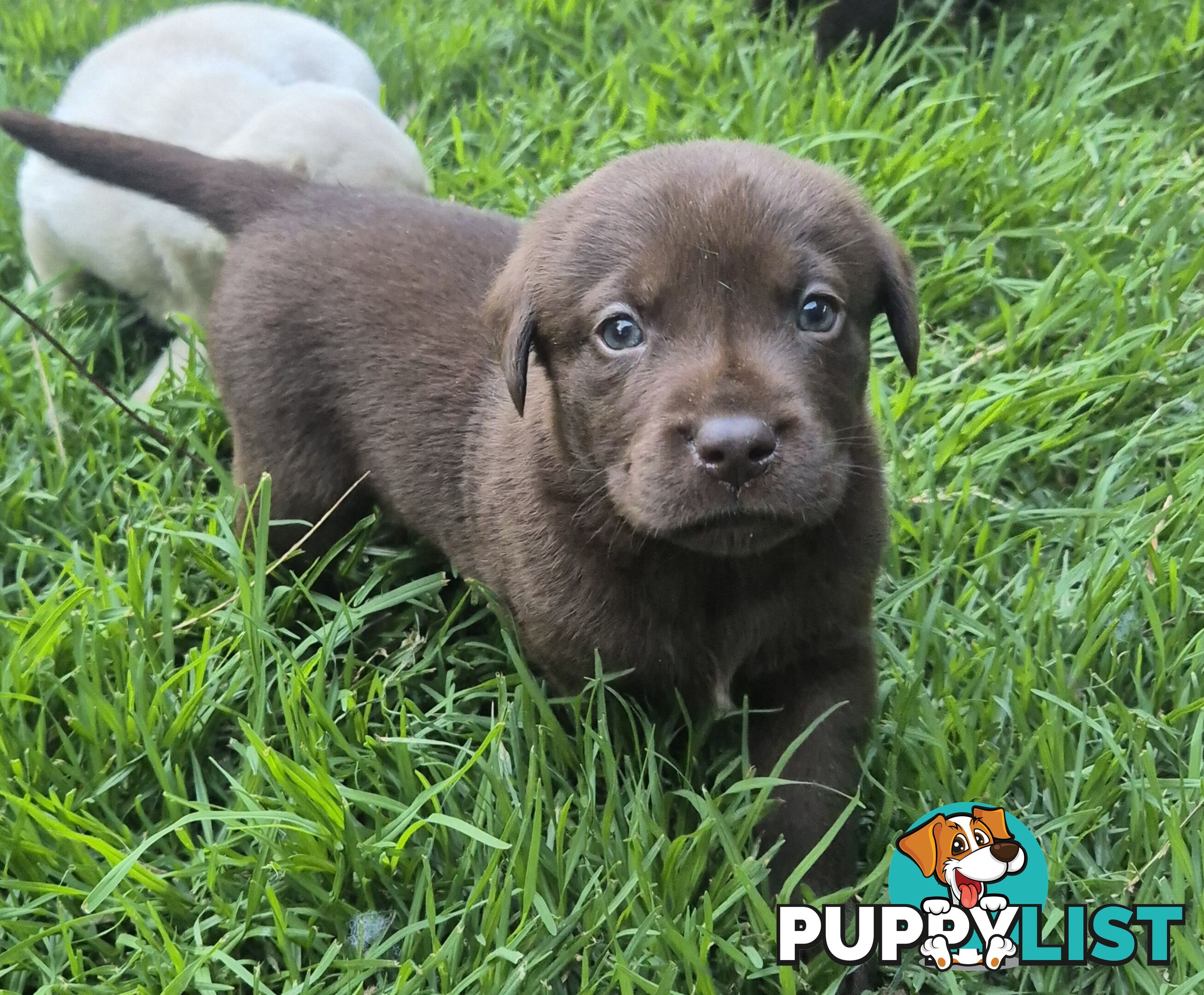 Labrador puppies for sale