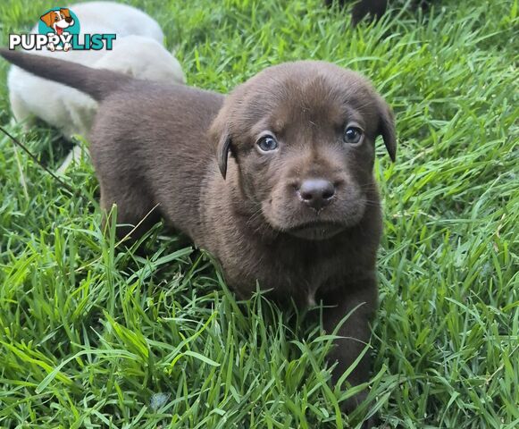 Labrador puppies for sale