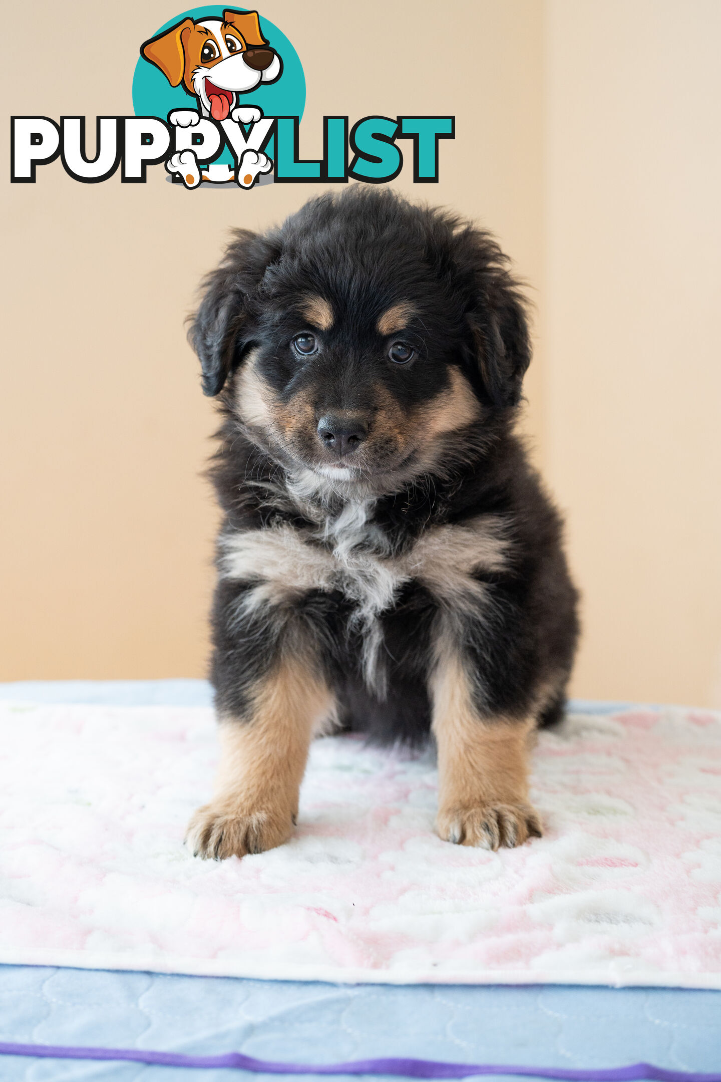 Bernese mountain dog x Finnish lapphund