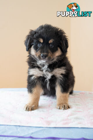 Bernese mountain dog x Finnish lapphund
