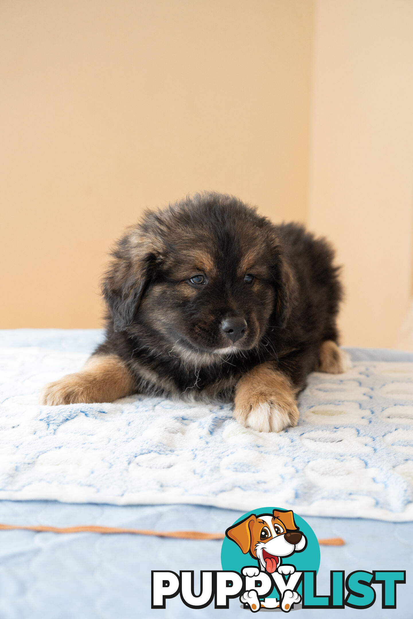 Bernese mountain dog x Finnish lapphund