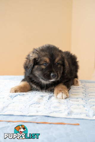 Bernese mountain dog x Finnish lapphund