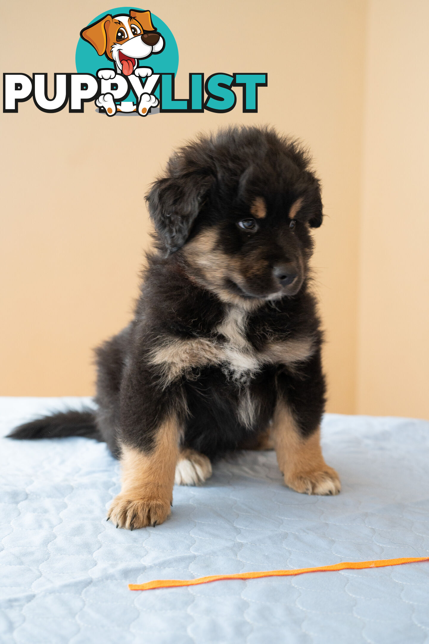 Bernese mountain dog x Finnish lapphund
