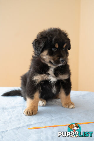 Bernese mountain dog x Finnish lapphund