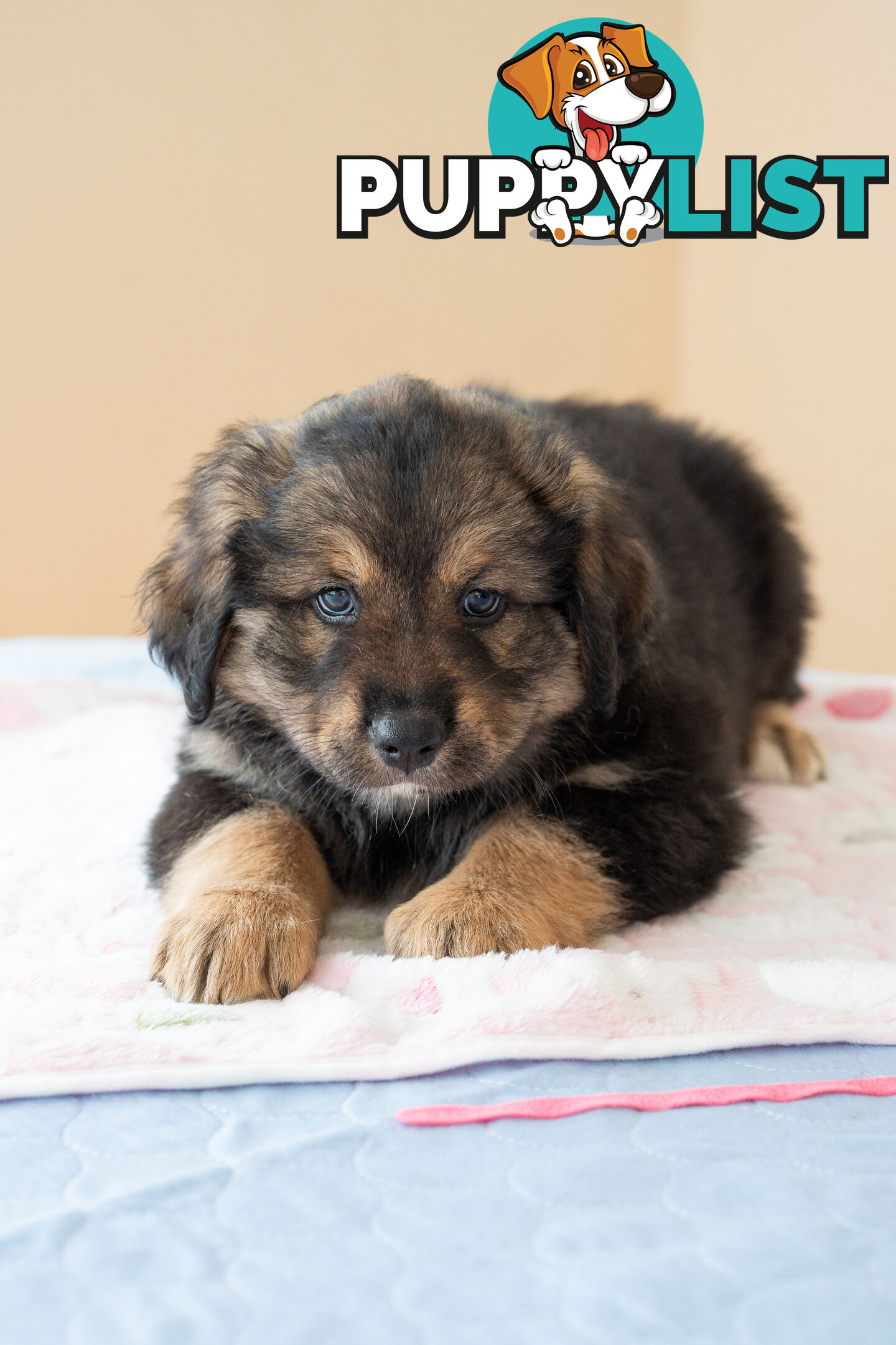 Bernese mountain dog x Finnish lapphund