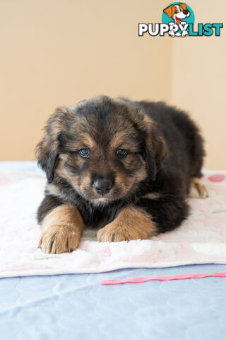 Bernese mountain dog x Finnish lapphund