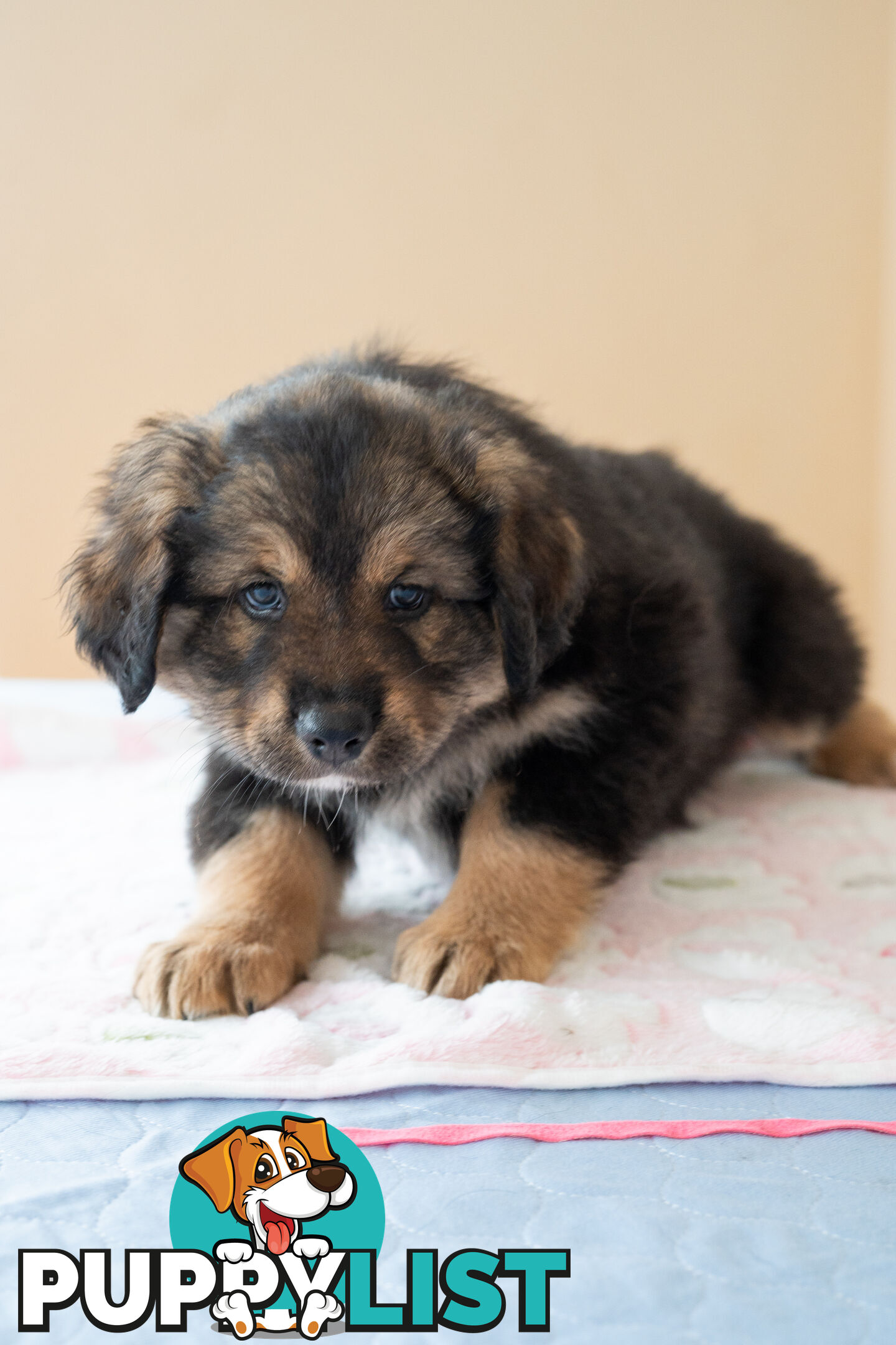 Bernese mountain dog x Finnish lapphund