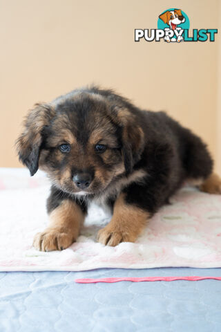 Bernese mountain dog x Finnish lapphund