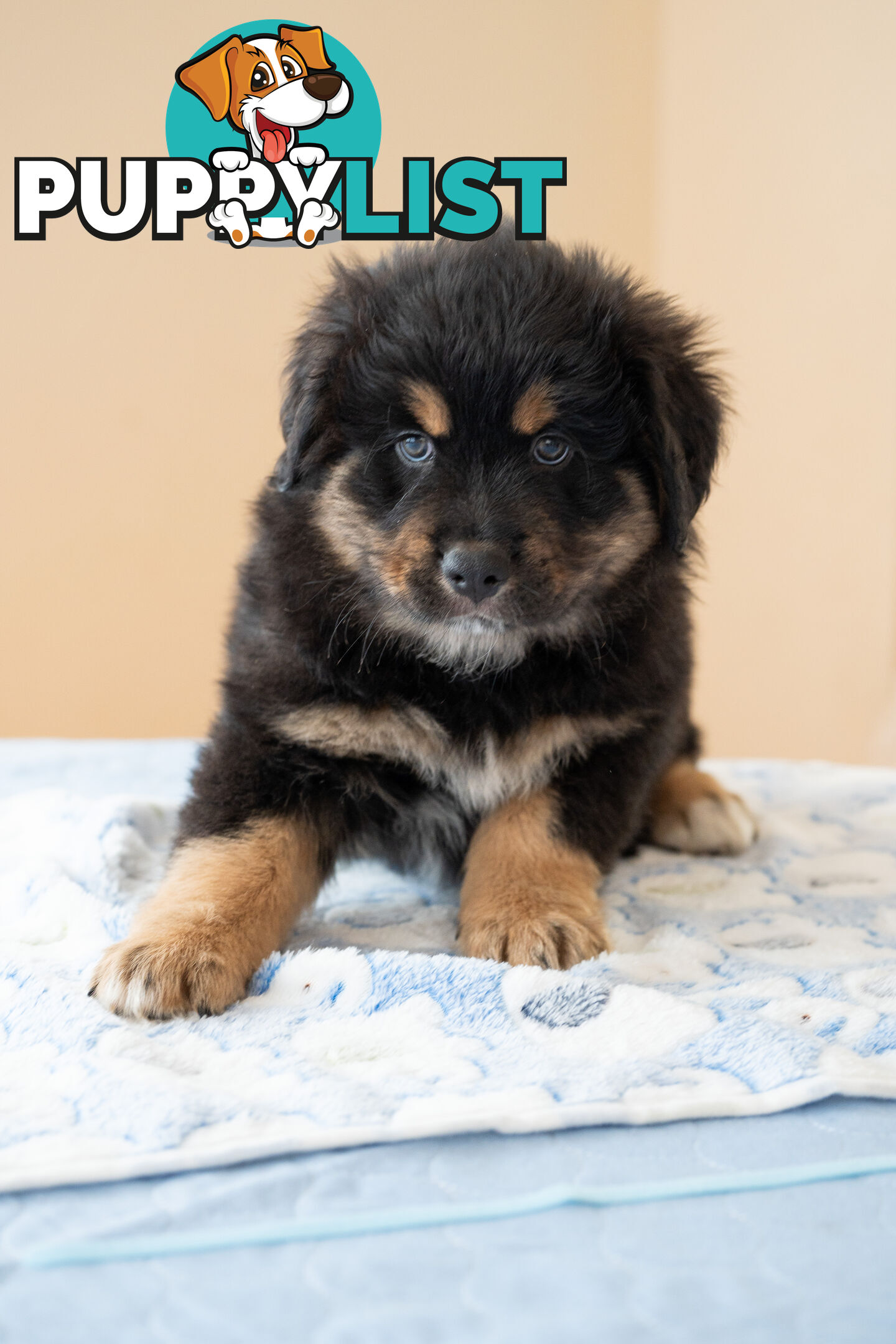 Bernese mountain dog x Finnish lapphund