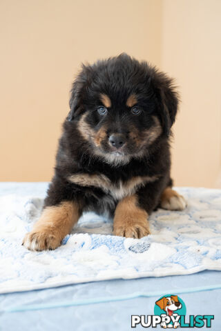 Bernese mountain dog x Finnish lapphund